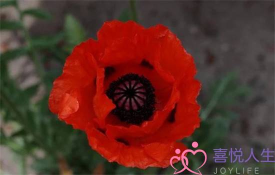 断连挽回爱情有效吗(断联挽回法真的有用吗)-泡学网-喜悦人生,挽回婚姻,分手挽回,经验婚姻,情感挽回,情感咨询,分离小三,泡学书籍