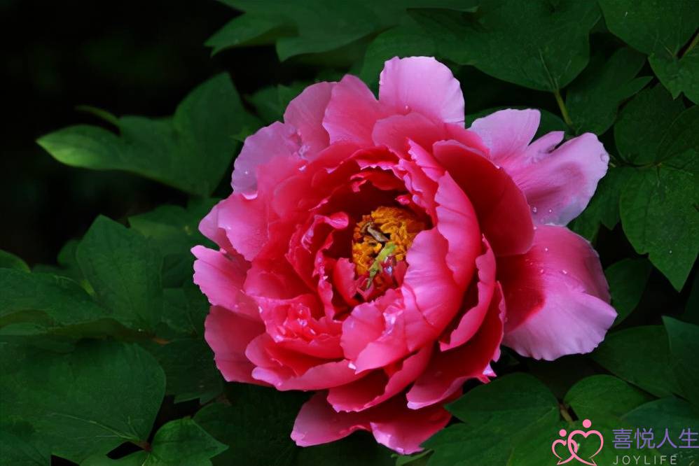 分手了前女友不接电话(一段关系结束)-泡学网-喜悦人生,挽回婚姻,分手挽回,经验婚姻,情感挽回,情感咨询,分离小三,泡学书籍