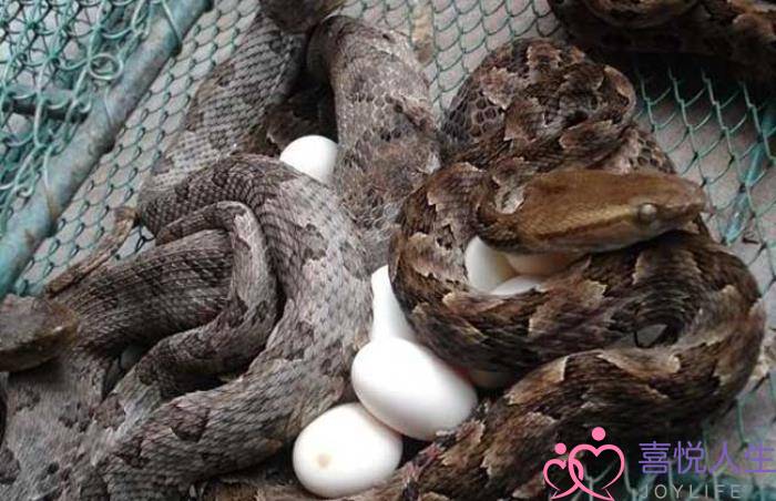 已婚女人梦见大白蛇,梦见被蛇咬是什么意思-泡学网-喜悦人生,挽回婚姻,分手挽回,经验婚姻,情感挽回,情感咨询,分离小三,泡学书籍