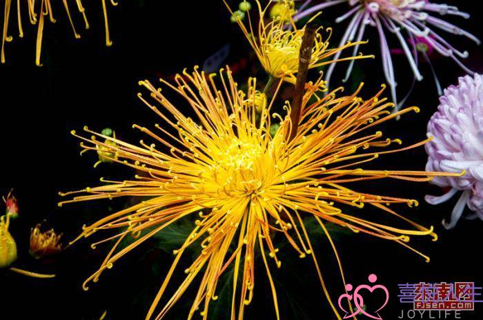 亲人去世的心情句子（清明节寄托哀思的句子）-泡学网-喜悦人生,挽回婚姻,分手挽回,经验婚姻,情感挽回,情感咨询,分离小三,泡学书籍