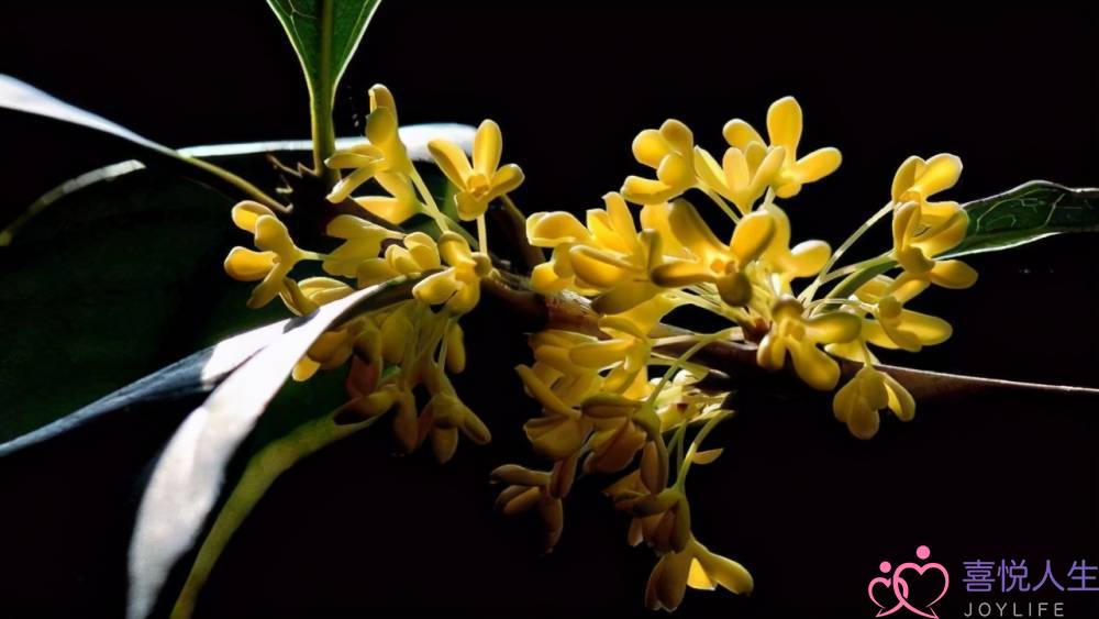 水瓶女的智慧太深 不会轻易上当的水瓶座-泡学网-喜悦人生,挽回婚姻,分手挽回,经验婚姻,情感挽回,情感咨询,分离小三,泡学书籍