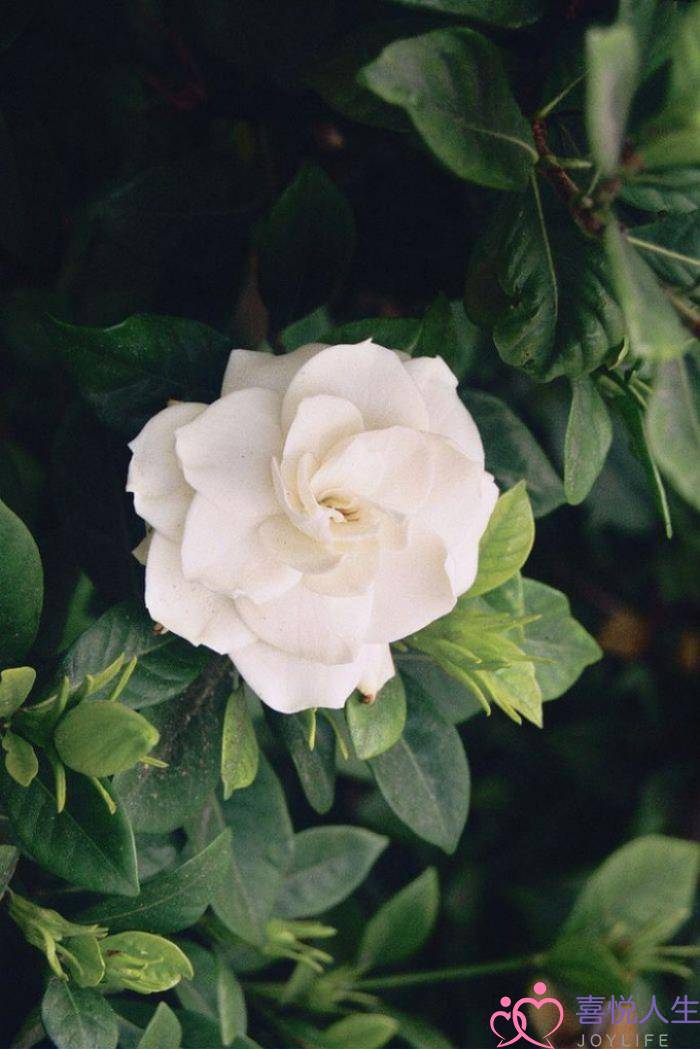 成长感悟的句子（关于人生成长感悟的句子语录）-泡学网-喜悦人生,挽回婚姻,分手挽回,经验婚姻,情感挽回,情感咨询,分离小三,泡学书籍