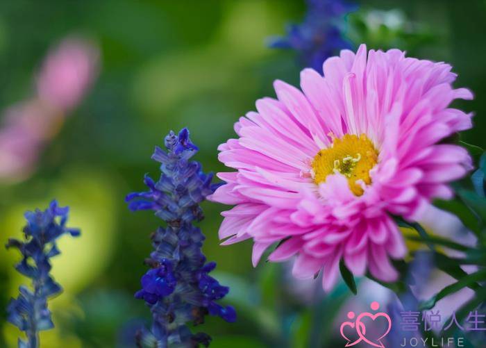 射手男对你心动的信号，射手座爱上你的征兆-泡学网-喜悦人生,挽回婚姻,分手挽回,经验婚姻,情感挽回,情感咨询,分离小三,泡学书籍