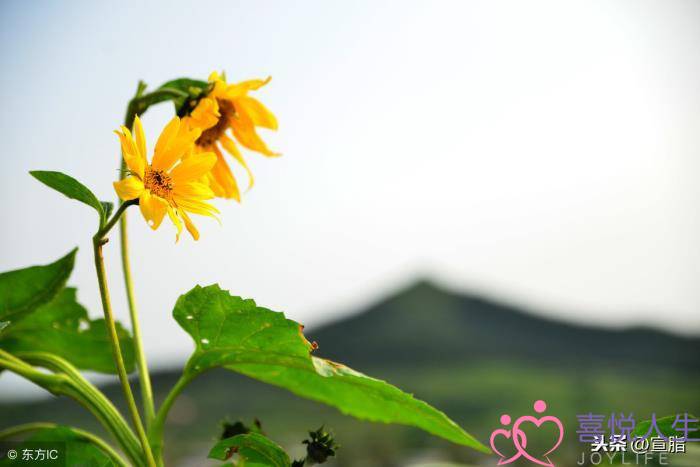 描写桃花的优美语段（描写春天桃花的段落）-泡学网-喜悦人生,挽回婚姻,分手挽回,经验婚姻,情感挽回,情感咨询,分离小三,泡学书籍