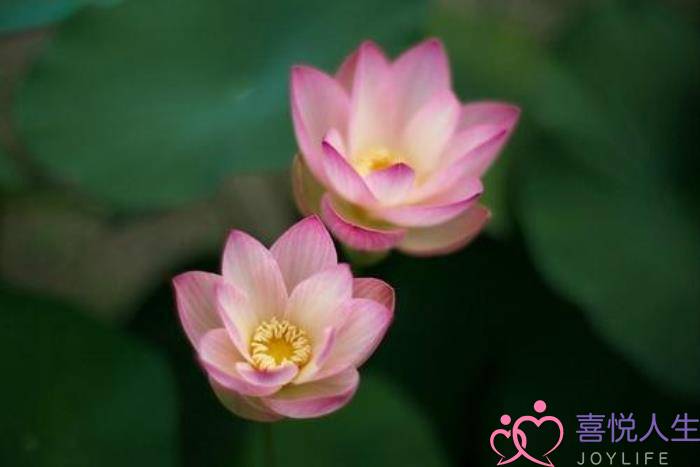 揭秘：情感挽回过程中提高挽回成功率的方法(一)-泡学网-喜悦人生,挽回婚姻,分手挽回,经验婚姻,情感挽回,情感咨询,分离小三,泡学书籍