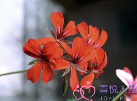 伤感语录看了想哭的（心里难过好想哭的伤感句子）-泡学网-喜悦人生,挽回婚姻,分手挽回,经验婚姻,情感挽回,情感咨询,分离小三,泡学书籍