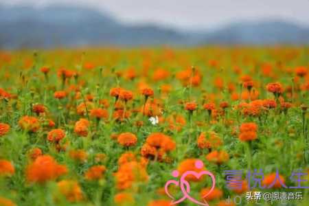 适合婚礼的歌曲（这些婚礼上的歌你都听过吗）-泡学网-喜悦人生,挽回婚姻,分手挽回,经验婚姻,情感挽回,情感咨询,分离小三,泡学书籍