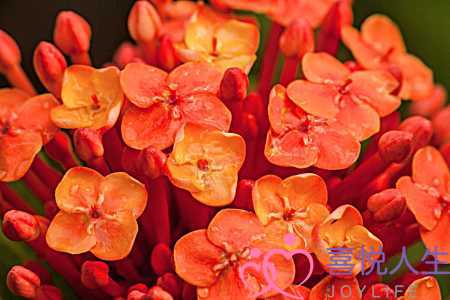 金牛座男生的性格 一层层为你剥开金牛座-泡学网-喜悦人生,挽回婚姻,分手挽回,经验婚姻,情感挽回,情感咨询,分离小三,泡学书籍