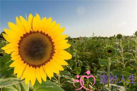 情感句子短句（很走心生活感悟句子）-泡学网-喜悦人生,挽回婚姻,分手挽回,经验婚姻,情感挽回,情感咨询,分离小三,泡学书籍