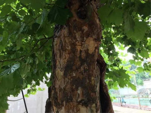 图片[2]-女生叫你树洞什么意思?树洞和备胎有何不同-泡学网-喜悦人生,信息技术交流,展示面,白恋鹤咨询,企业心得分享